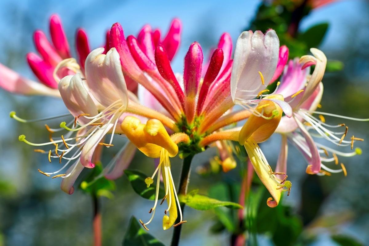 Flor silvestre de colores - Madreselva (Lonicera periclymenum)