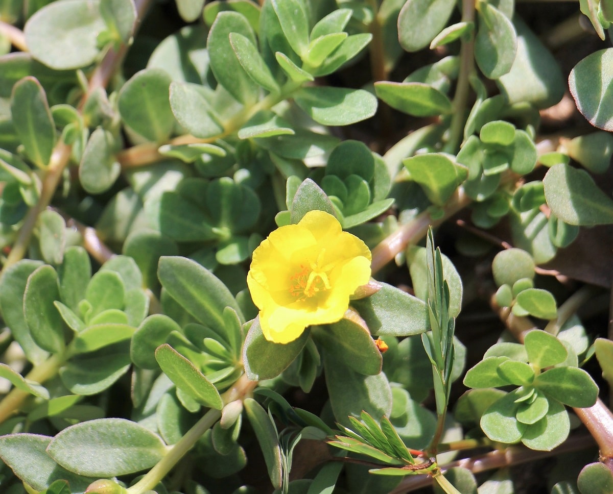 Flor silvestre de planta suculenta - Verdolaga (Portulaca oleracea)