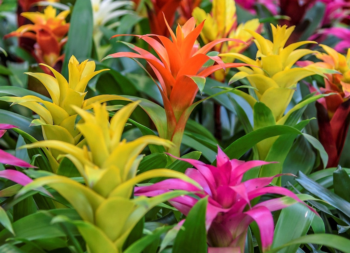 Flores tropicales - Bromelia con brácteas de colores