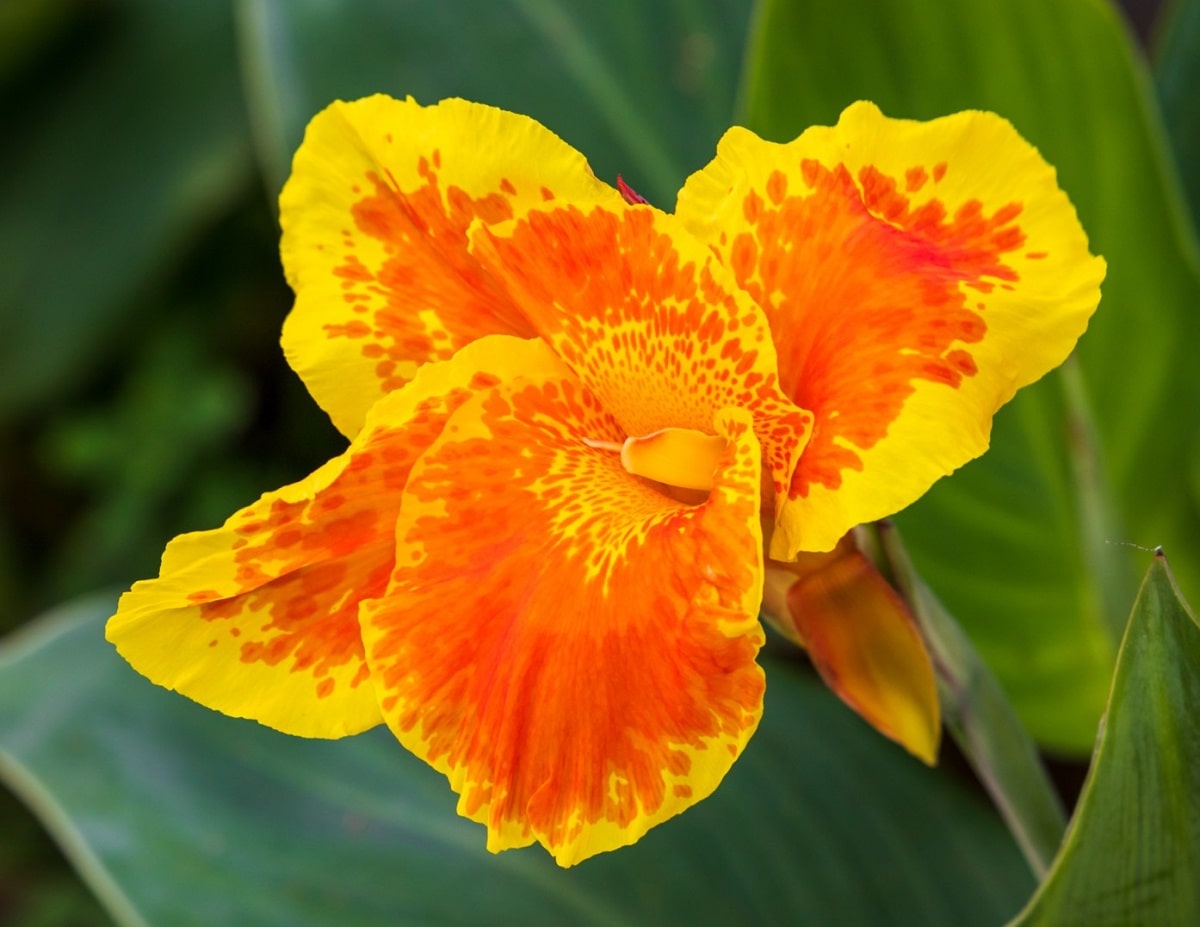 15 Flores TROPICALES preciosas: Nombres y Características