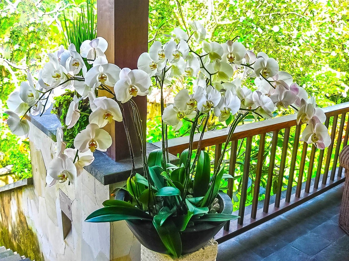 Orquídeas blancas en clima tropical
