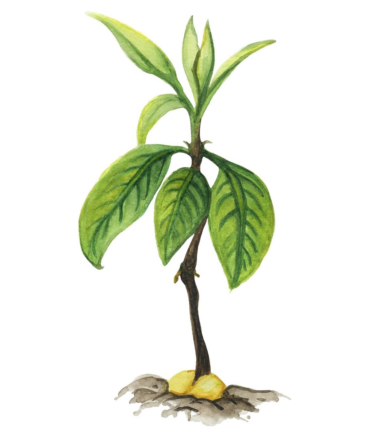 Los cuidados del aguacate (Persea americana) sea o no en forma de bonsái exigen mucha luz