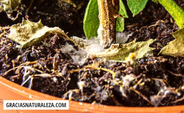 Moho en las plantas