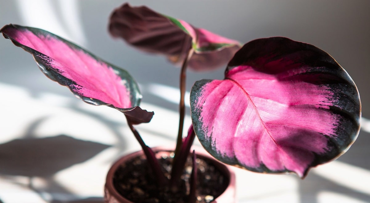 Planta de maceta rosa y negra - Calathea roseopicta