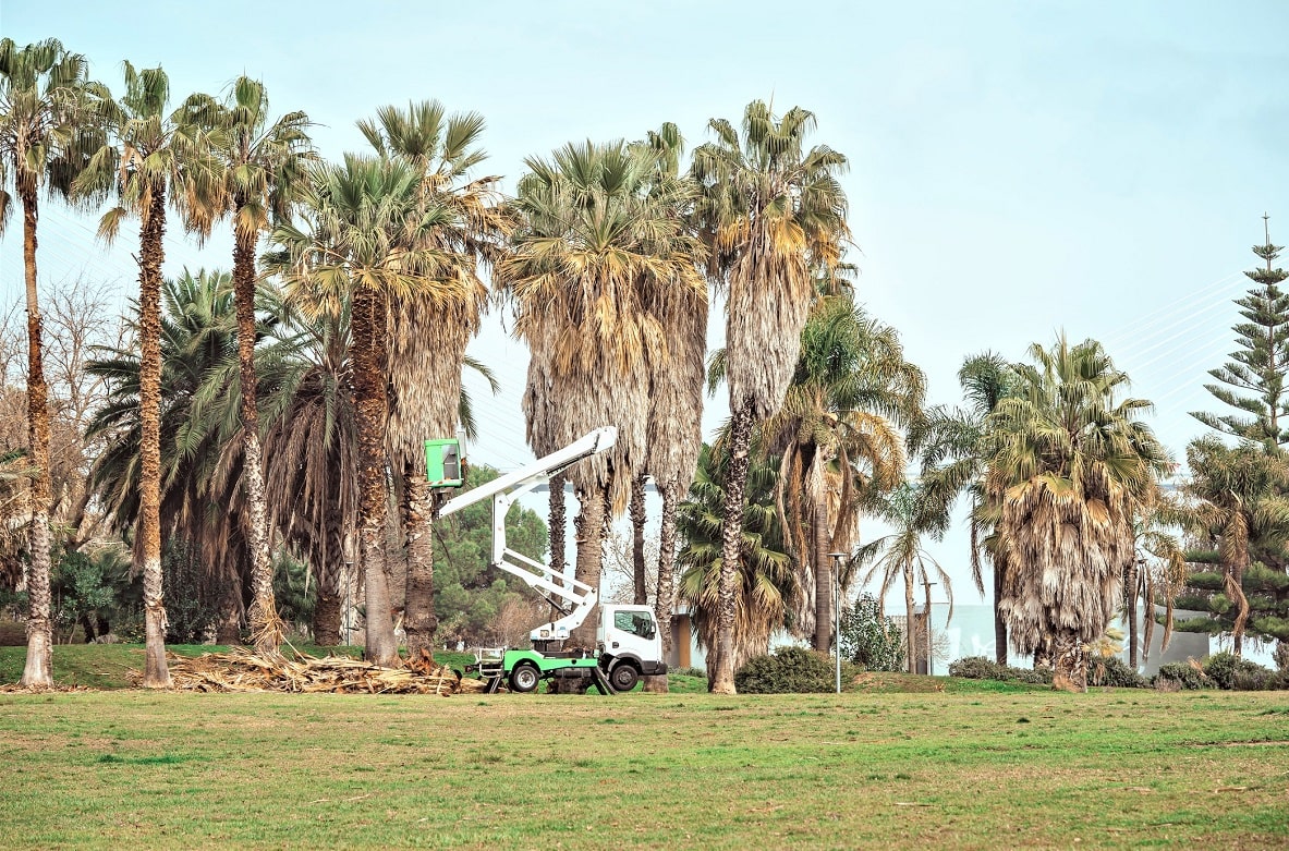 Trabajo en altura, empresa poda las palmeras con herramientas profesionales por un precio económico