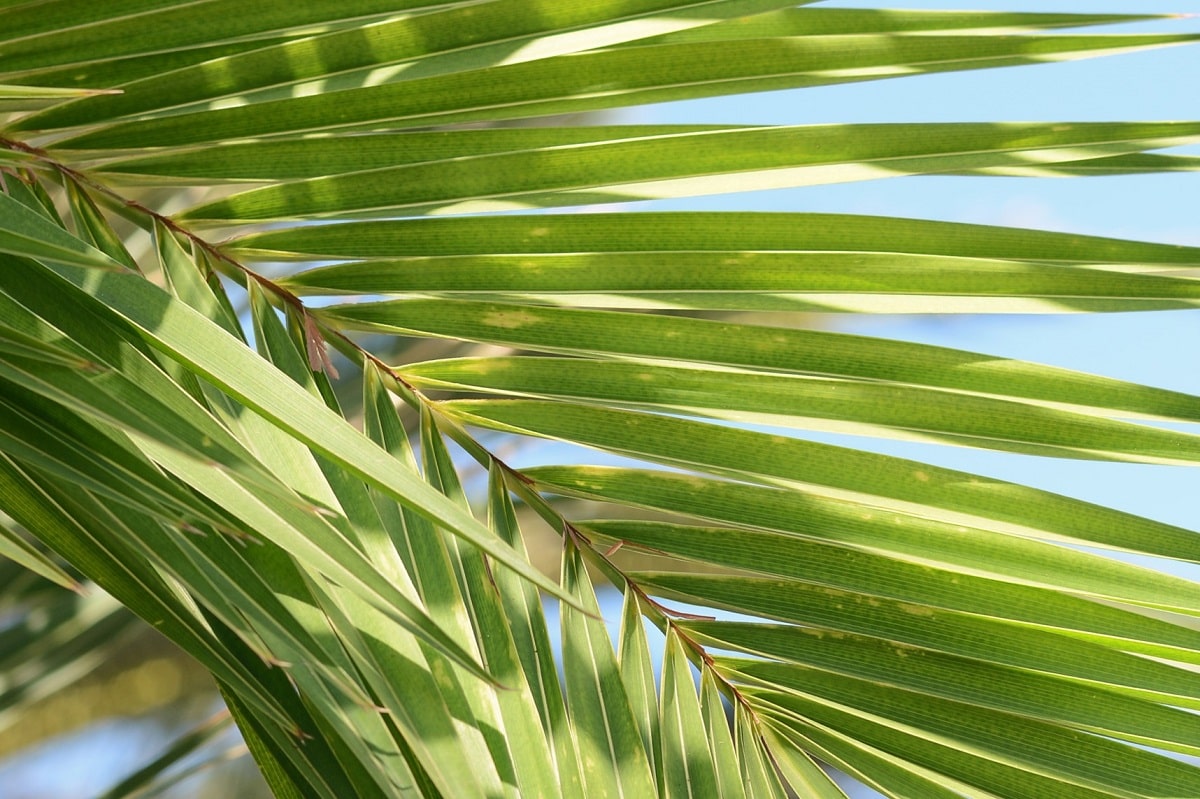 Hojas sanas en una palmera bien podada