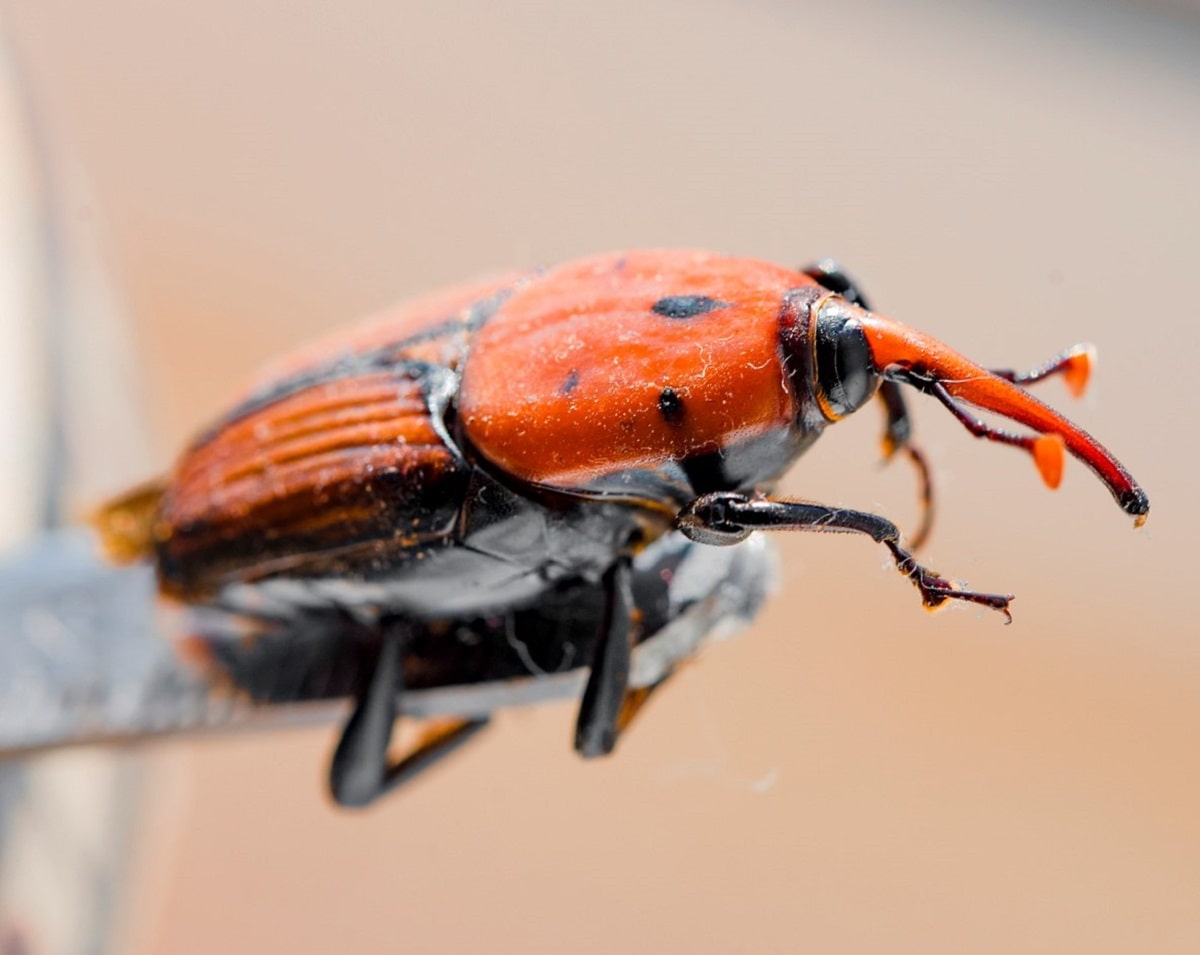 Picudo rojo (Rhynchophorus ferrugineus), plaga de las palmeras después de la poda