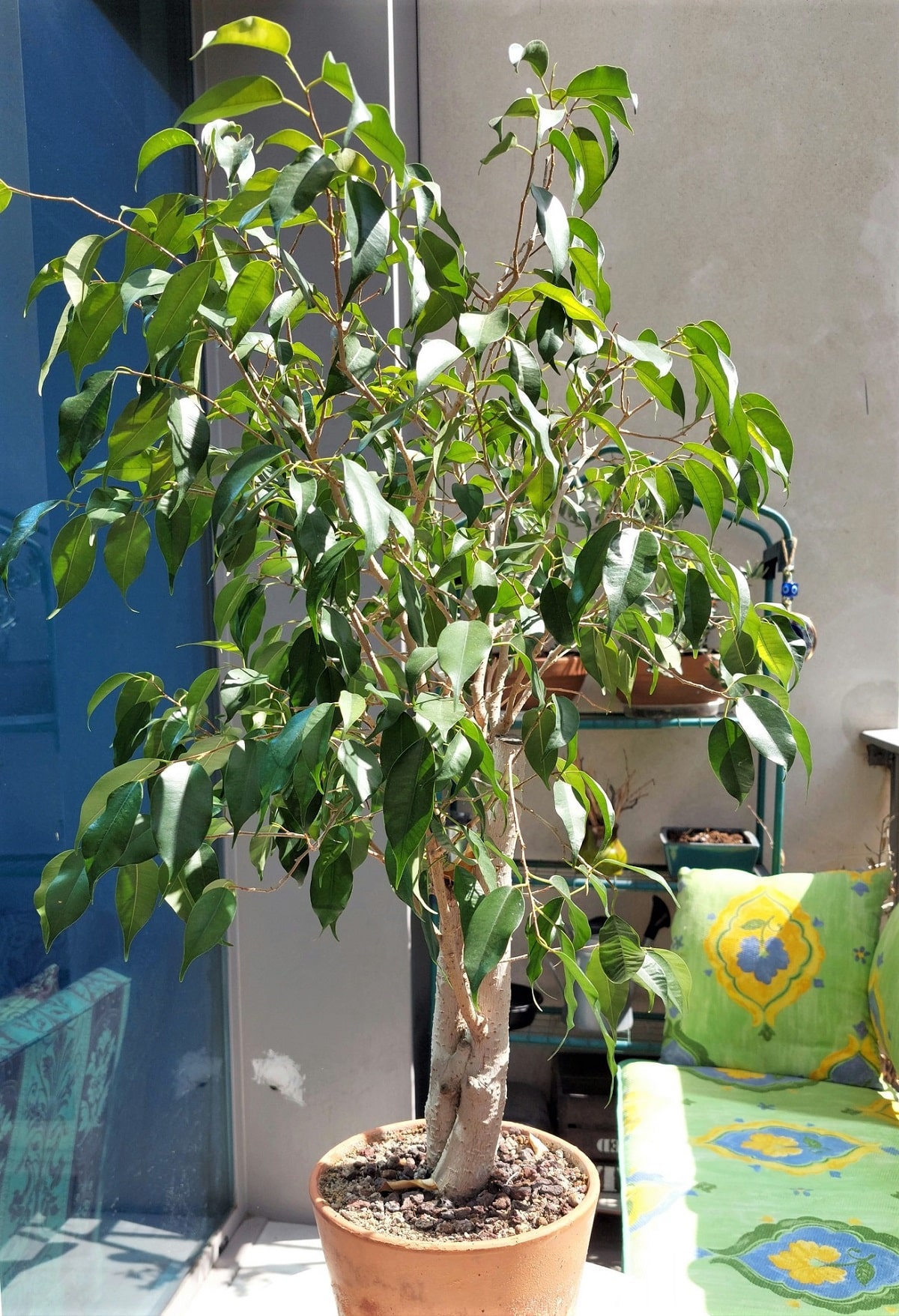 Tipos de ficus - Ficus benjamina
