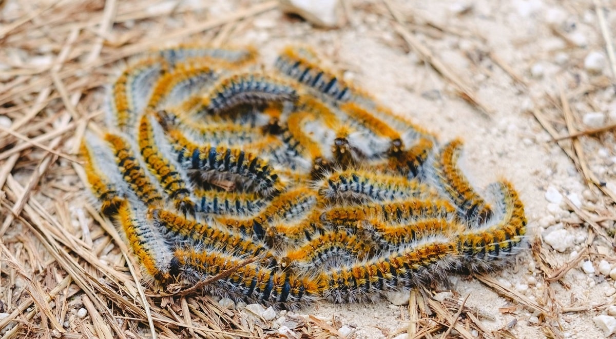 Tratamiento de la oruga procesionaria - Valoración de su ciclo biológico
