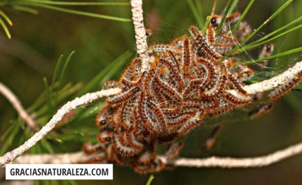 Tratamiento de la procesionaria