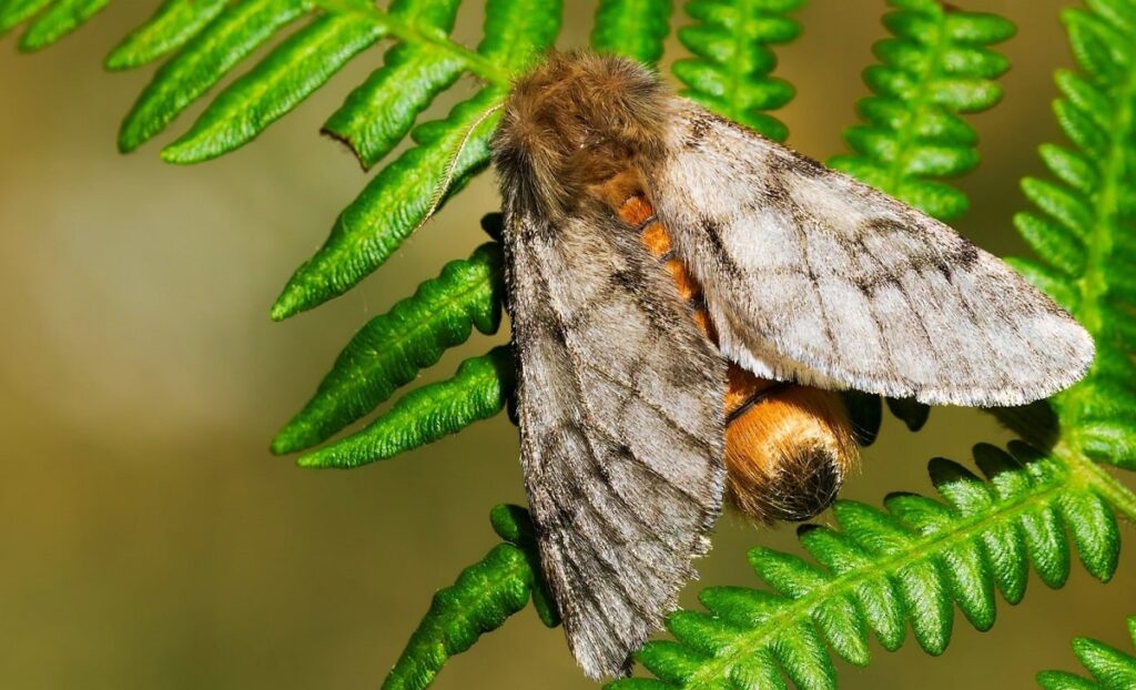Tratamiento de la Procesionaria del pino (Guía práctica)