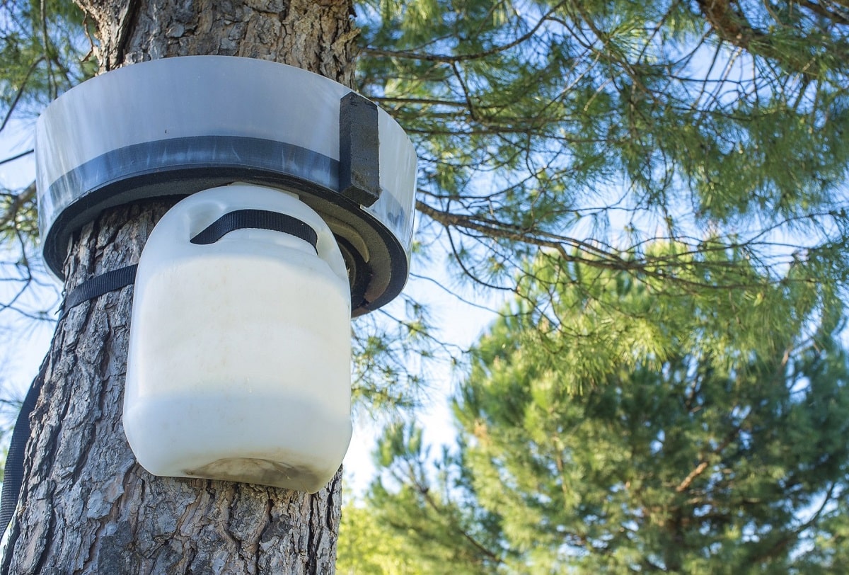 Trampa collar para capturar orugas procesionarias