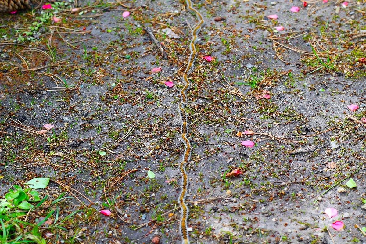 Las procesionarias del pino se desplazan por el suelo