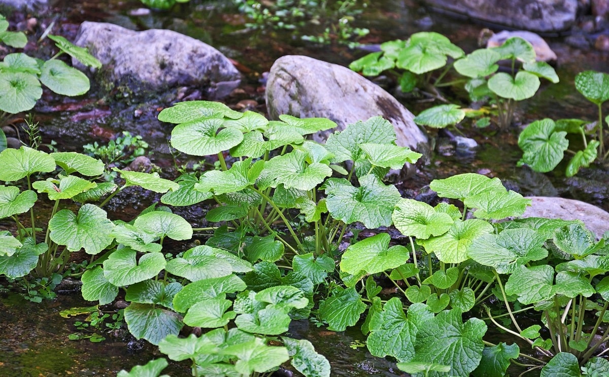 La planta de wasabi crece naturalmente cerca de un río, con mucha humedad