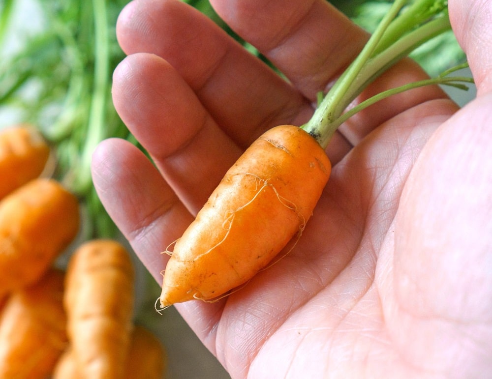 Tipos de zanahoria en miniatura - Pulgarcita