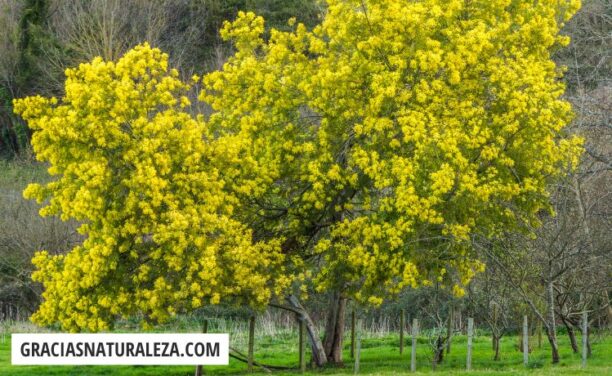 Acacia: Especies en España, Características y Propiedades