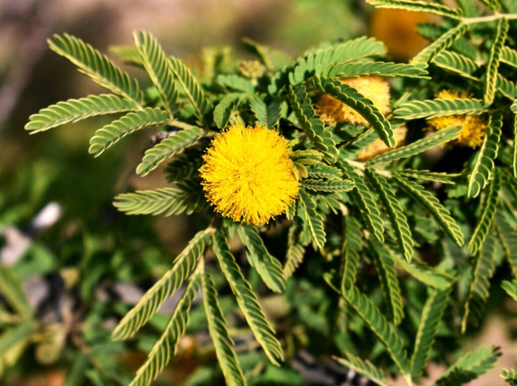 Acacia: Especies en España, Características y Propiedades