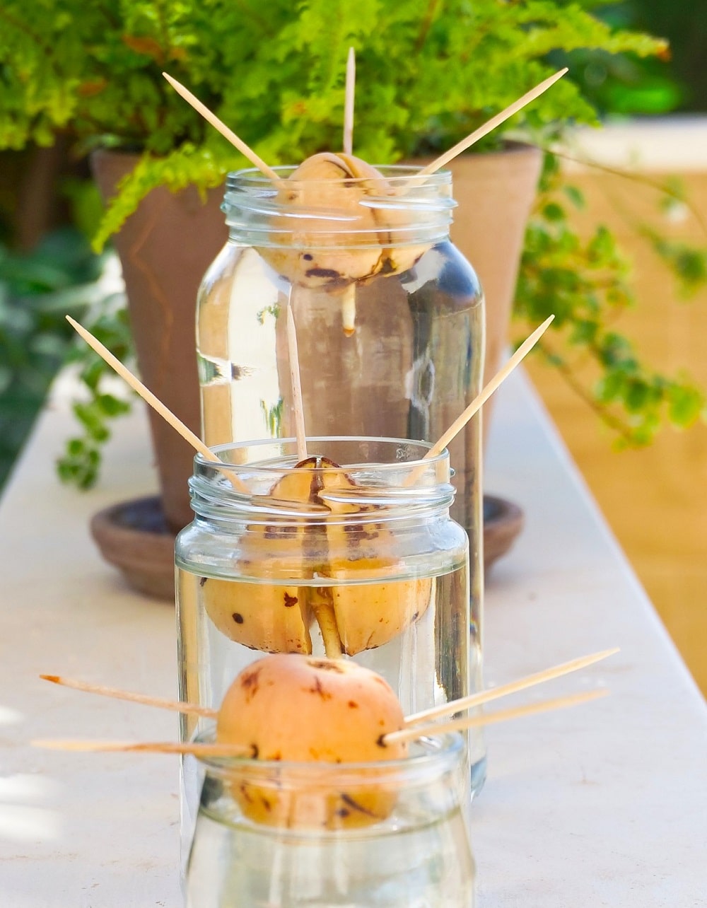 Germinación y cultivo del aguacate, cuidado con los problemas comunes en sus hojas