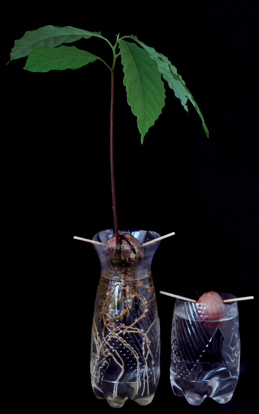 Cultivo de aguacate en un tarro de agua, con raíces visibles a simple vista