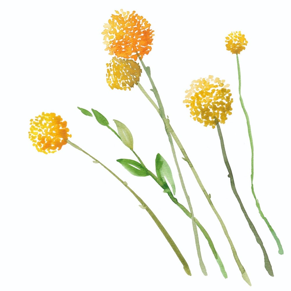 Características de la Craspedia globosa, de la familia Asteraceae