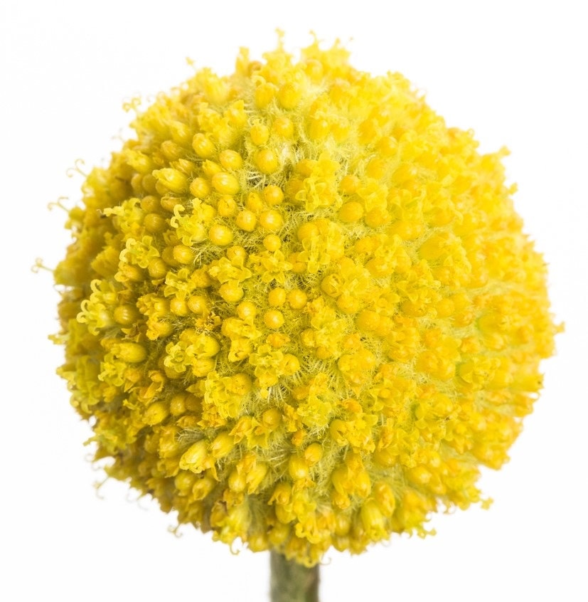 Característica inflorescencia amarilla de la Craspedia globosa