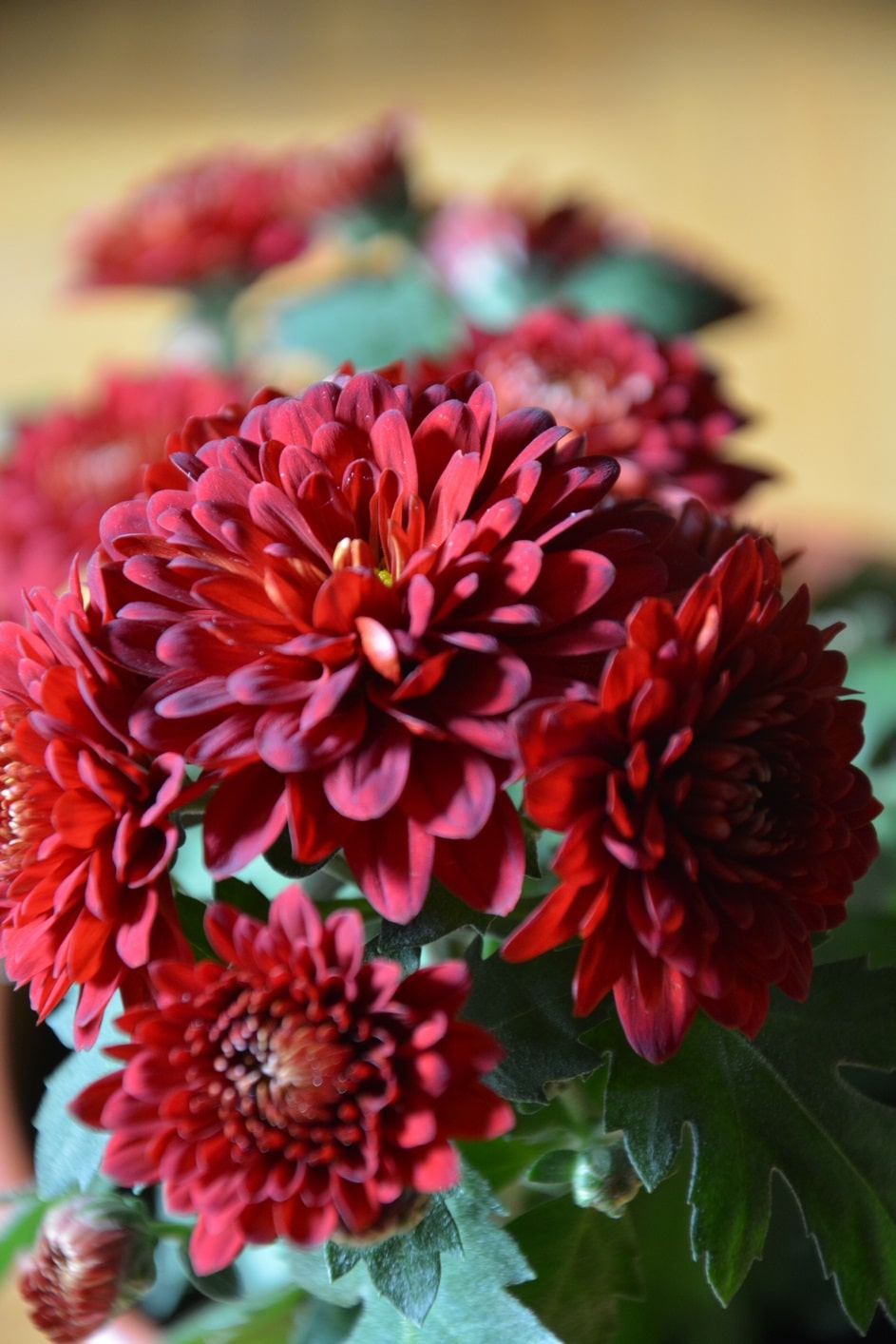 Ramo de crisantemos preciosos, mantenidos en un buen sustrato