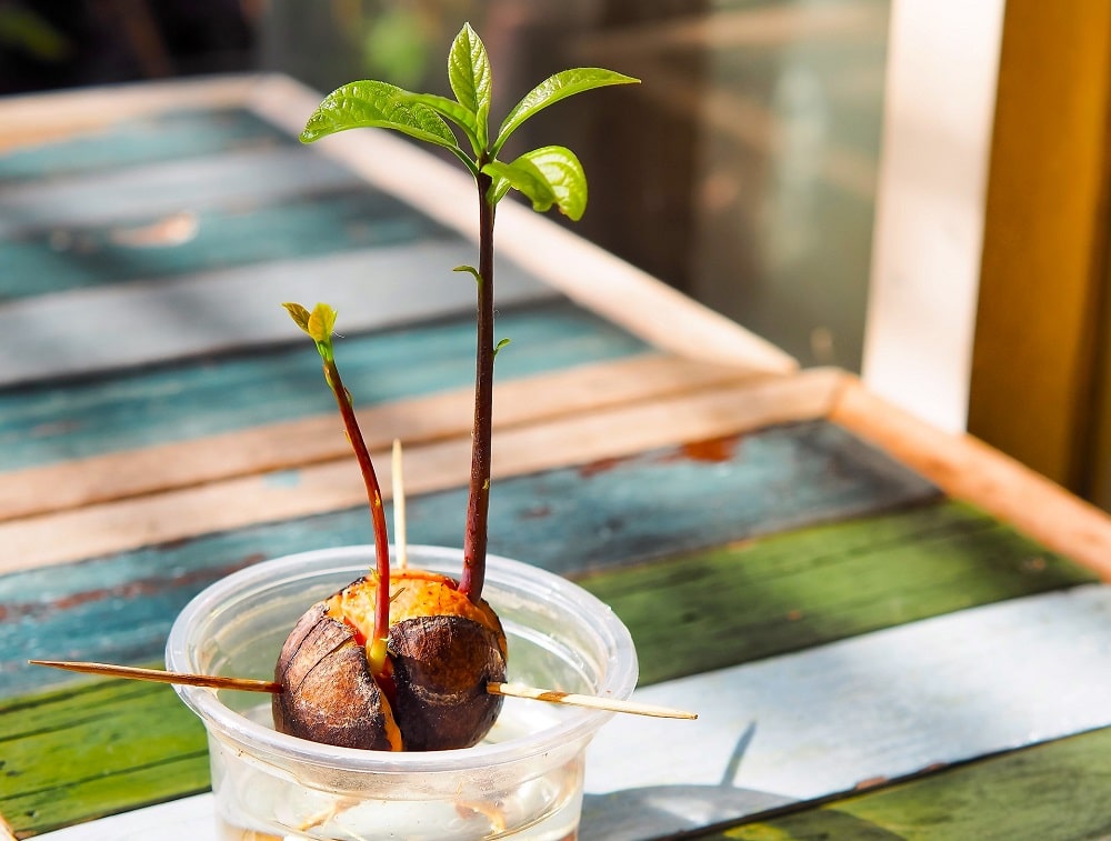 Cuidados del aguacate dentro de casa, variedad resistente al invierno