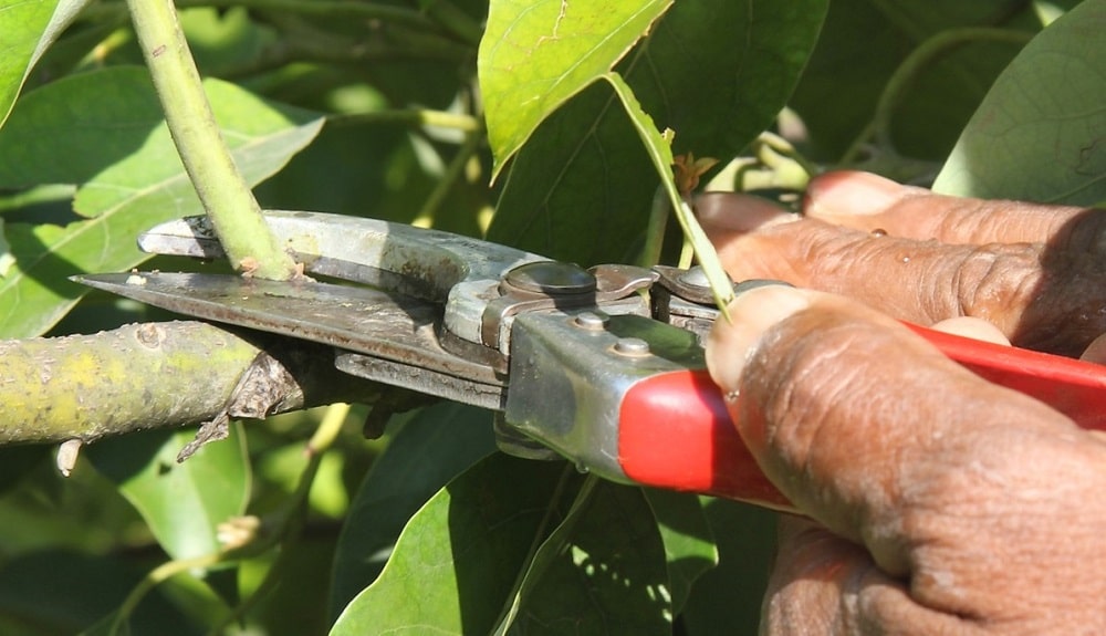 Tijeras de poda para podar frutales como el aguacate