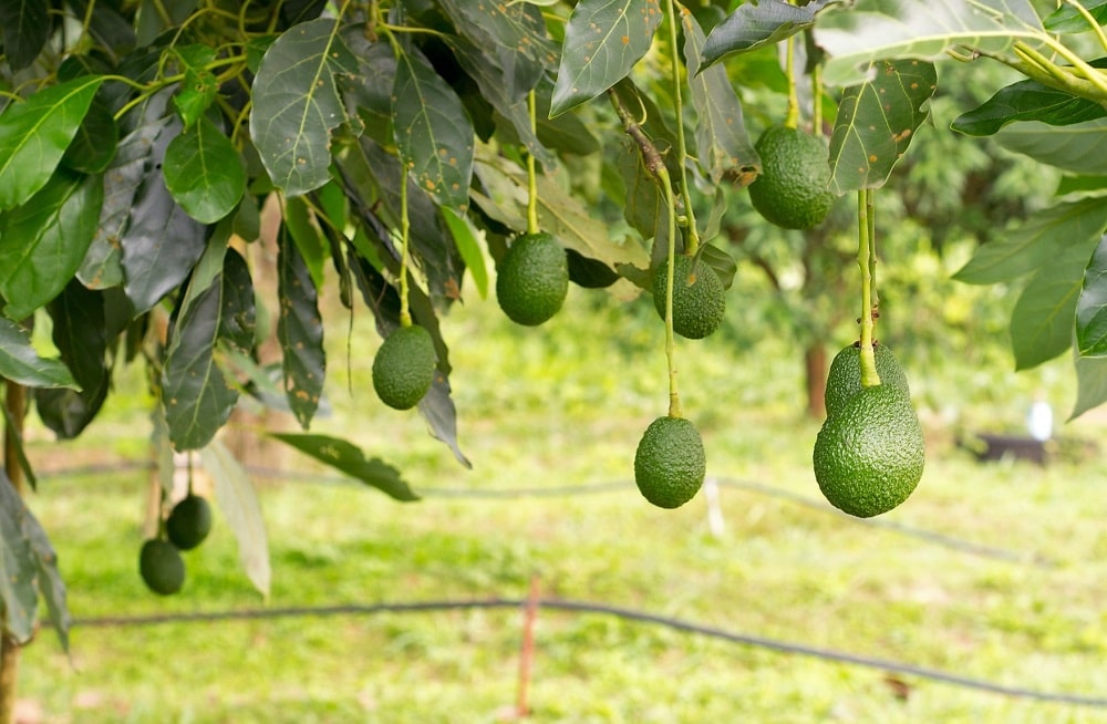 Cuidados del aguacate - Árbol en exterior durante el invierno