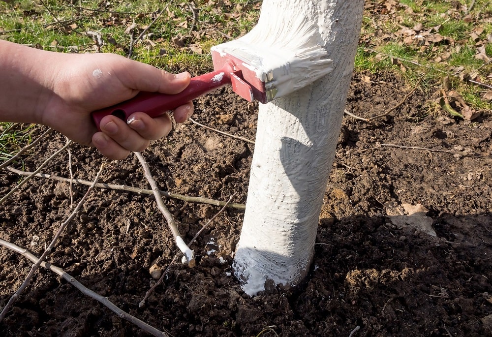 Pintado blanco de un frutal para protegerlo del sol directo