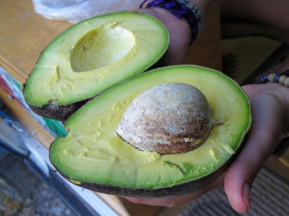 Grandes aguacates abiertos por la mitad, ricos en ácidos grasos monoinsaturados