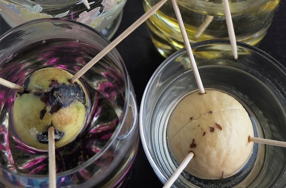 Germinar semillas de aguacate, paso previo a sus cuidados
