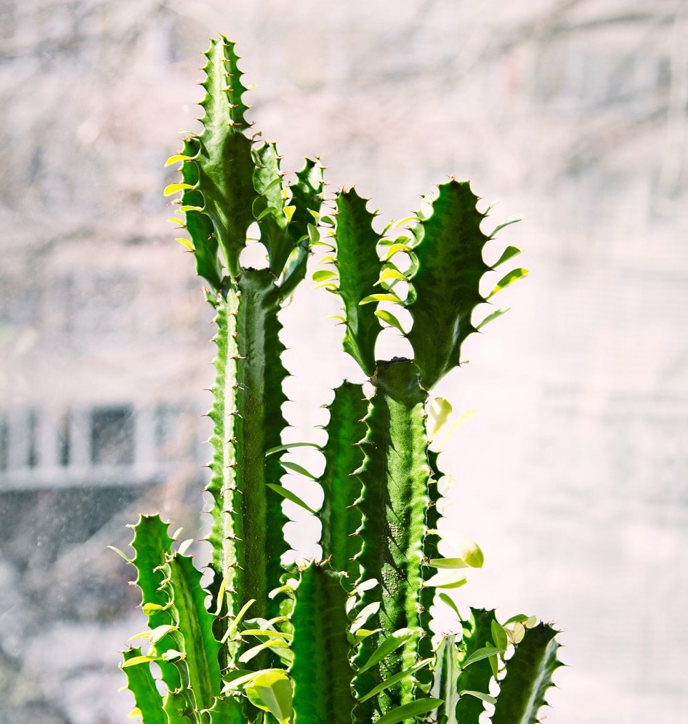 Euphorbia trigona, la suculenta que parece cactus pero no lo es