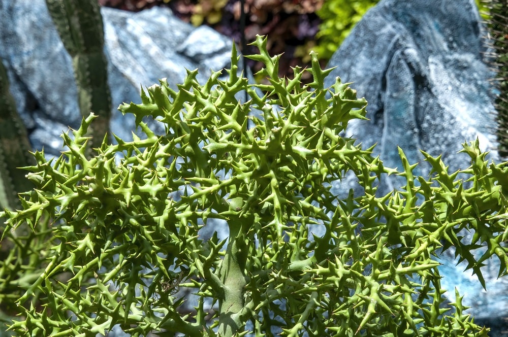 Euphorbia stenoclada, un tipo planta muy particular