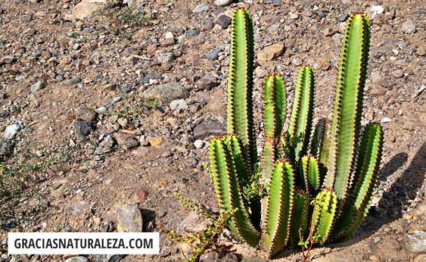 Euphorbia - Variedades y Cuidados de este precioso cactus