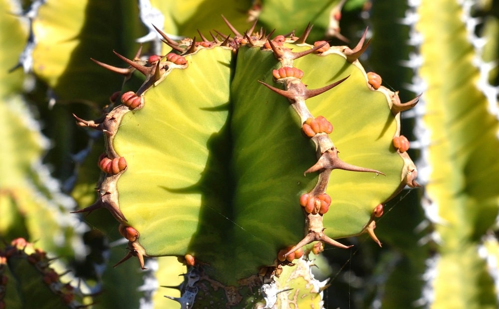 Euphorbia canariensis, otro cactus del mismo género