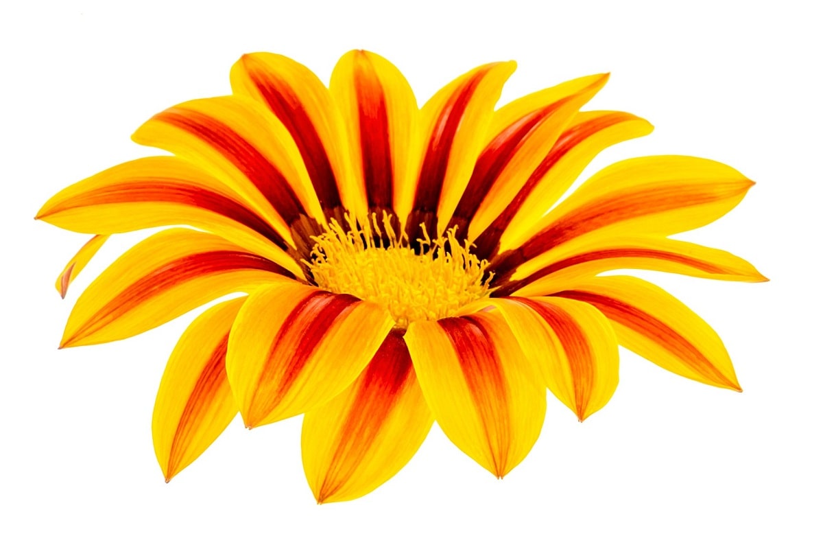 Pétalos amarillos y naranjas de gazania o margarita africana