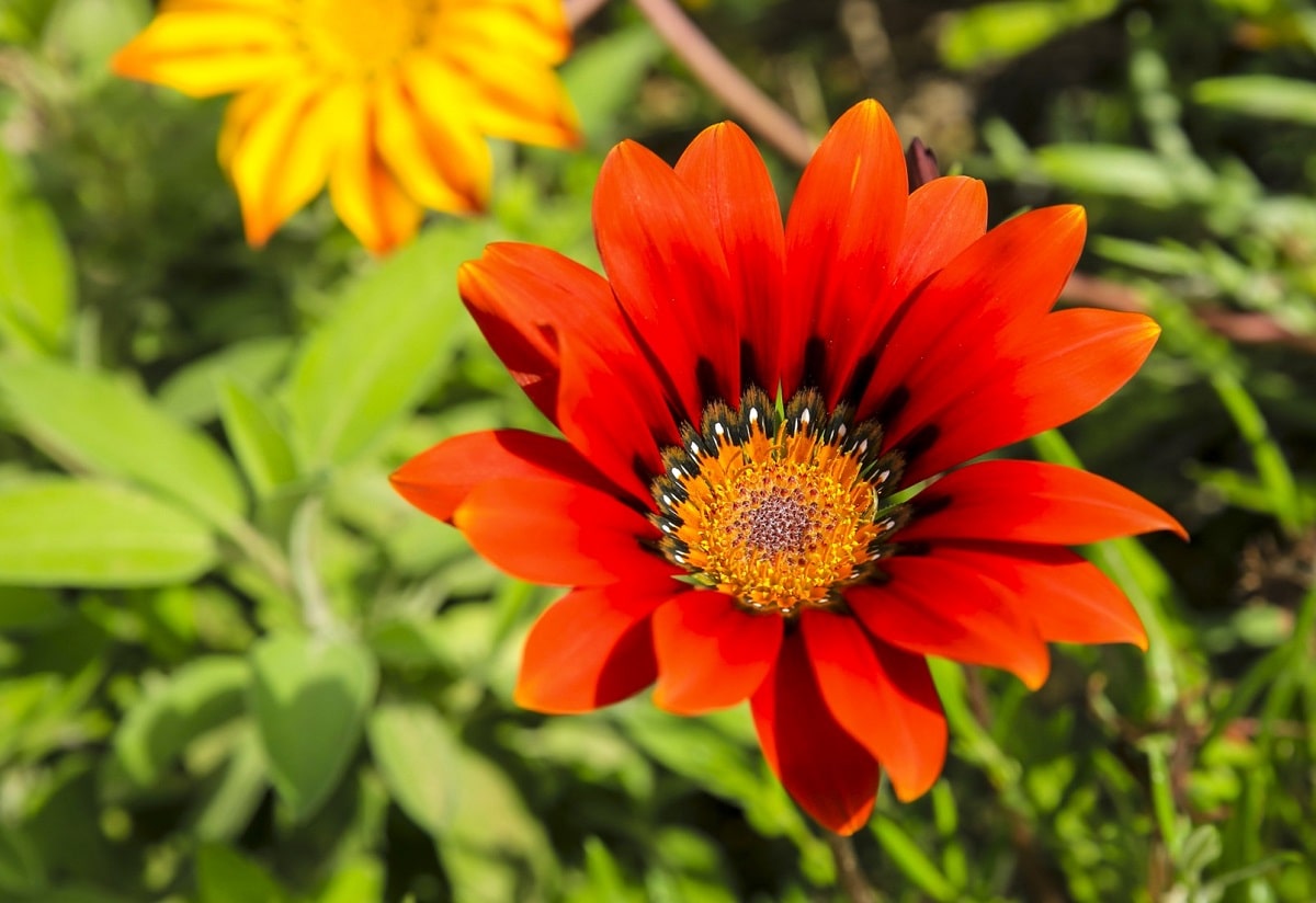 Sol o sombra para los cuidados de la gazania