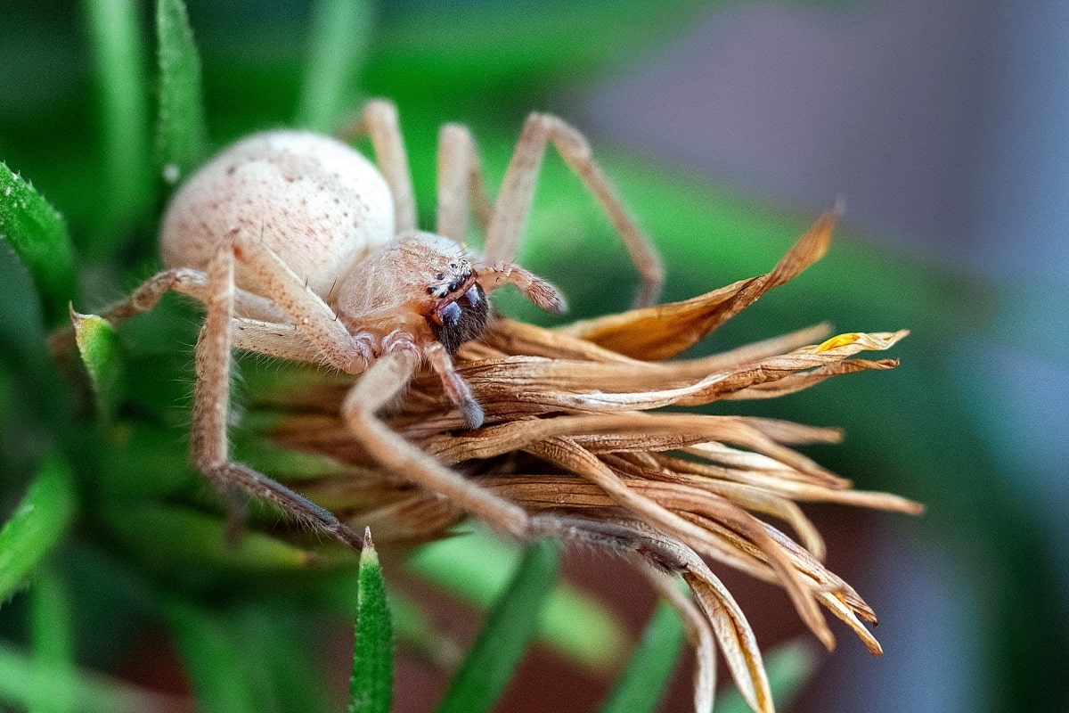 Cuidados de la gazania, vigilancia contra plagas y enfermedades