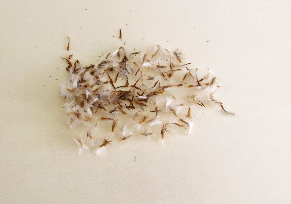 Semillas de gazania listas para sembrar