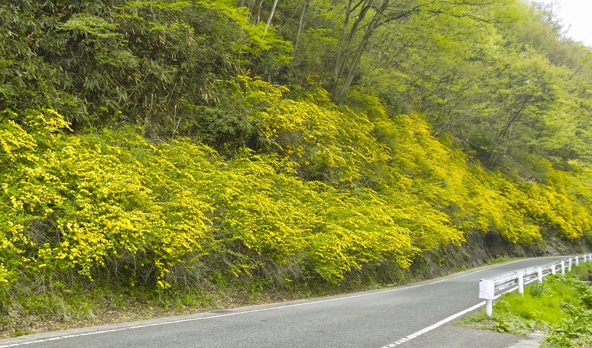 Arbustos de Kerria japonica de gran tamaño, más de dos metros, con floración invernal