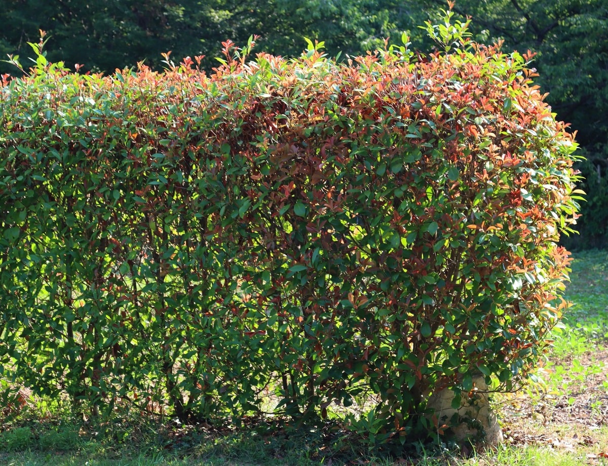 Así son las hojas rojas de la Photinia Red Robin, un espectáculo natural
