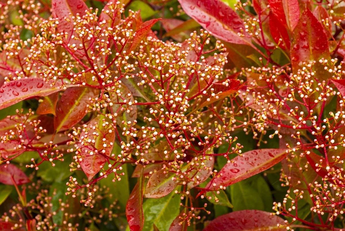 Cuidados y multiplicación de la Photinia Red Robin, arbusto de hojas rojas