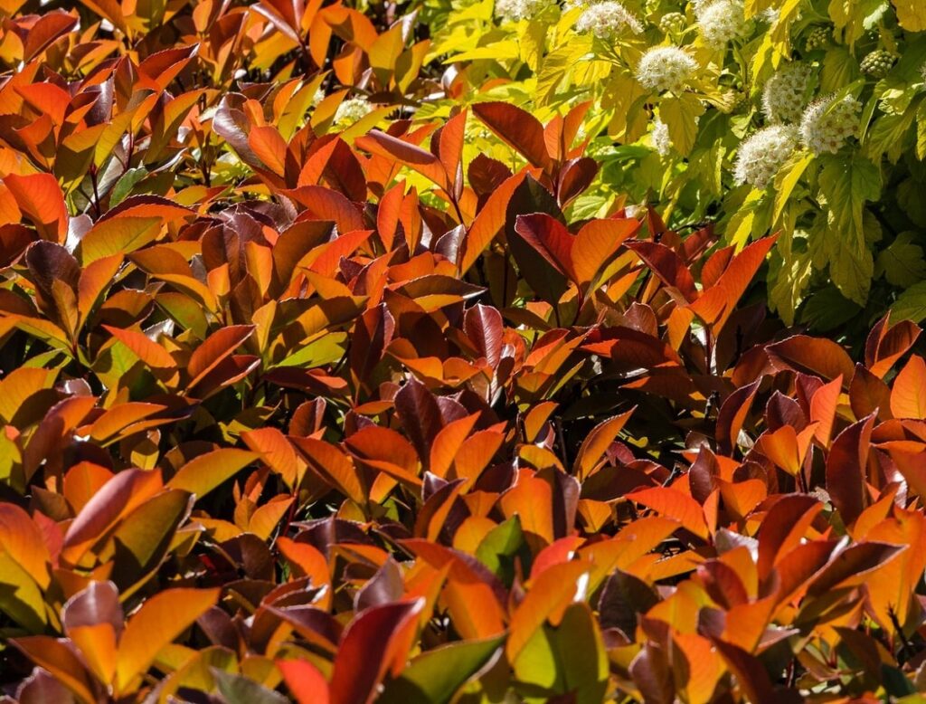 15 Graines Photinia Red Robin - Arbuste Persistant à Feuillage Rouge - Haie Décorative - Jardin Balcon Terrasse
