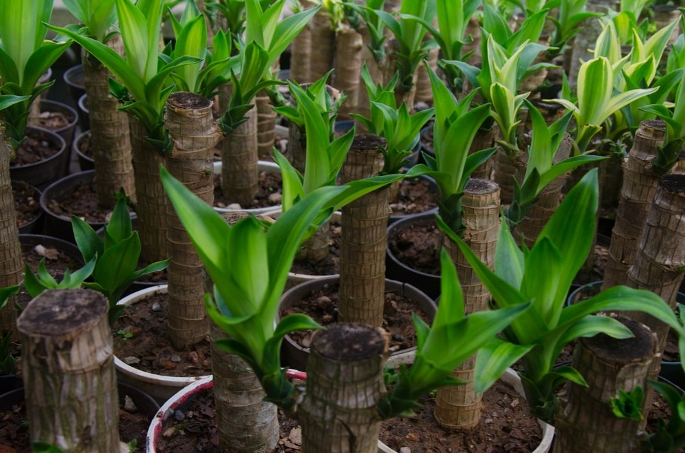 Plantas de interior resistentes - Tronco de Brasil (Dracaena fragans)