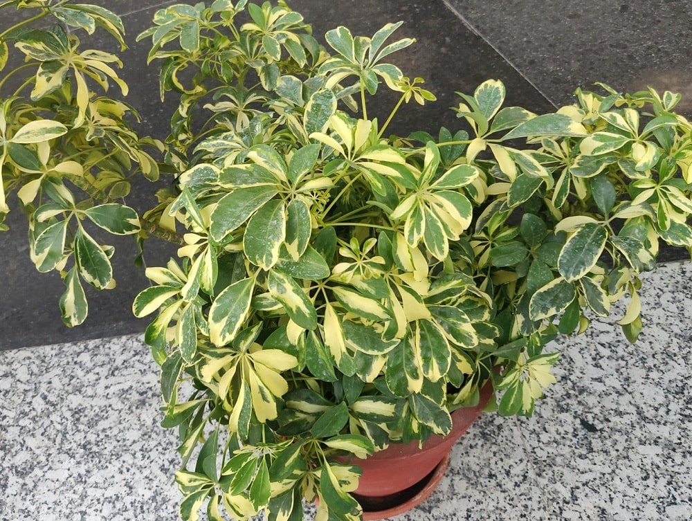 Cheflera (Schefflera arboricola)