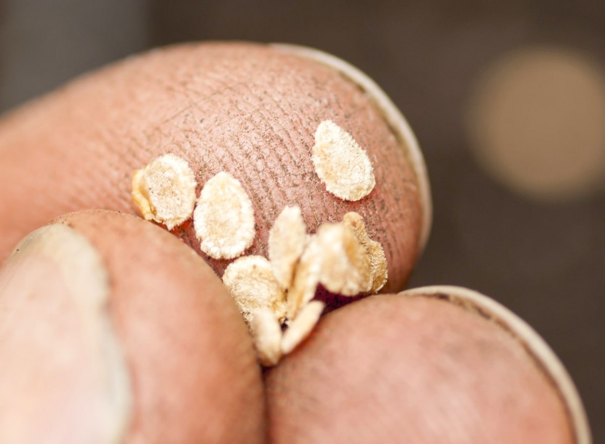 Pequeñas semillas recolectadas y seleccionadas de un fruto