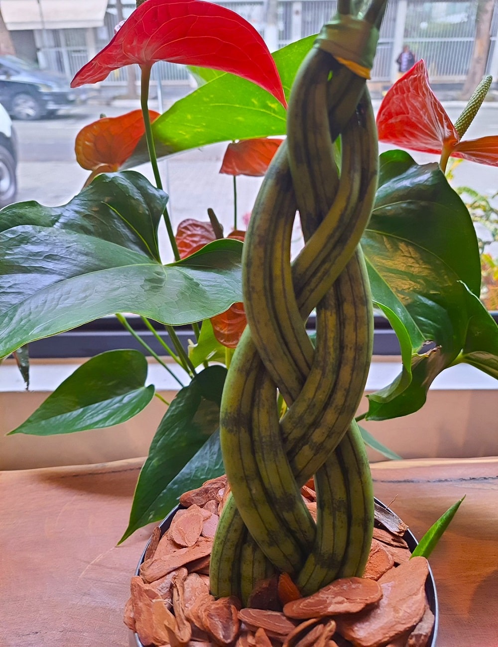 Planta suculenta de interior, Sansevieria cylindrica, decorativa en interior