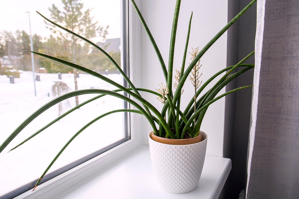 Floración de una Sansevieria cylindrica que tiene buena luz en la ventana
