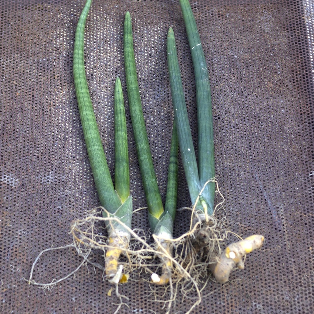 Reproducción de la Sansevieria cylindrica por división de raíces o por esquejes